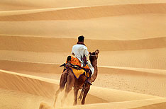 Camel in Desert Jaisalmer Travel Rajasthan