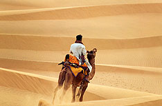 Camel in Desert Jaisalmer Travel Rajasthan Camel in Desert Jaisalmer Travel Rajasthan