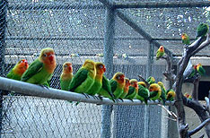 Casela Bird Park Mauritius Wlidlife Tours