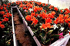 Flower Nurseries Kalimpong Holiday Packages