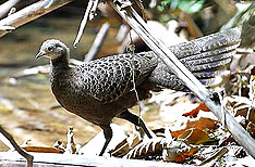 Grey Peacock Pheasant Kaziranga National Park Birding Tours Assam India