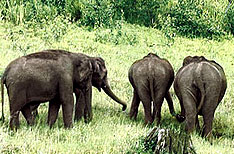 Indian Elephants Periyar National Park Tour Packages Thekkady Kerala