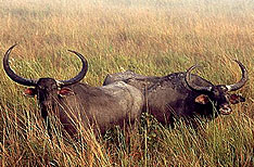 Wild Buffaloes Kaziranga National Park Wildlife Packages Assam India