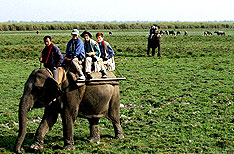 Kaziranga National Park Wildlife Travel Assam India