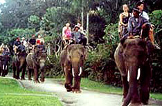 Periyar National Park Wildlife Travel Packages Thekkady Kerala