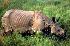 One Horned Rhinoceros Kaziranga National Park Assam India