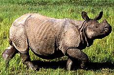 Rhinoceros Kaziranga National Park Wildlife Travel Packages Assam India