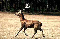 Swamp Deer Manas National Park Wildlife Tours Assam