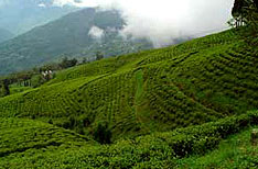 Temi Tea Garden Sikkim Tours and Travels East India
