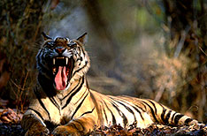 Tiger Corbett National Park Travel India